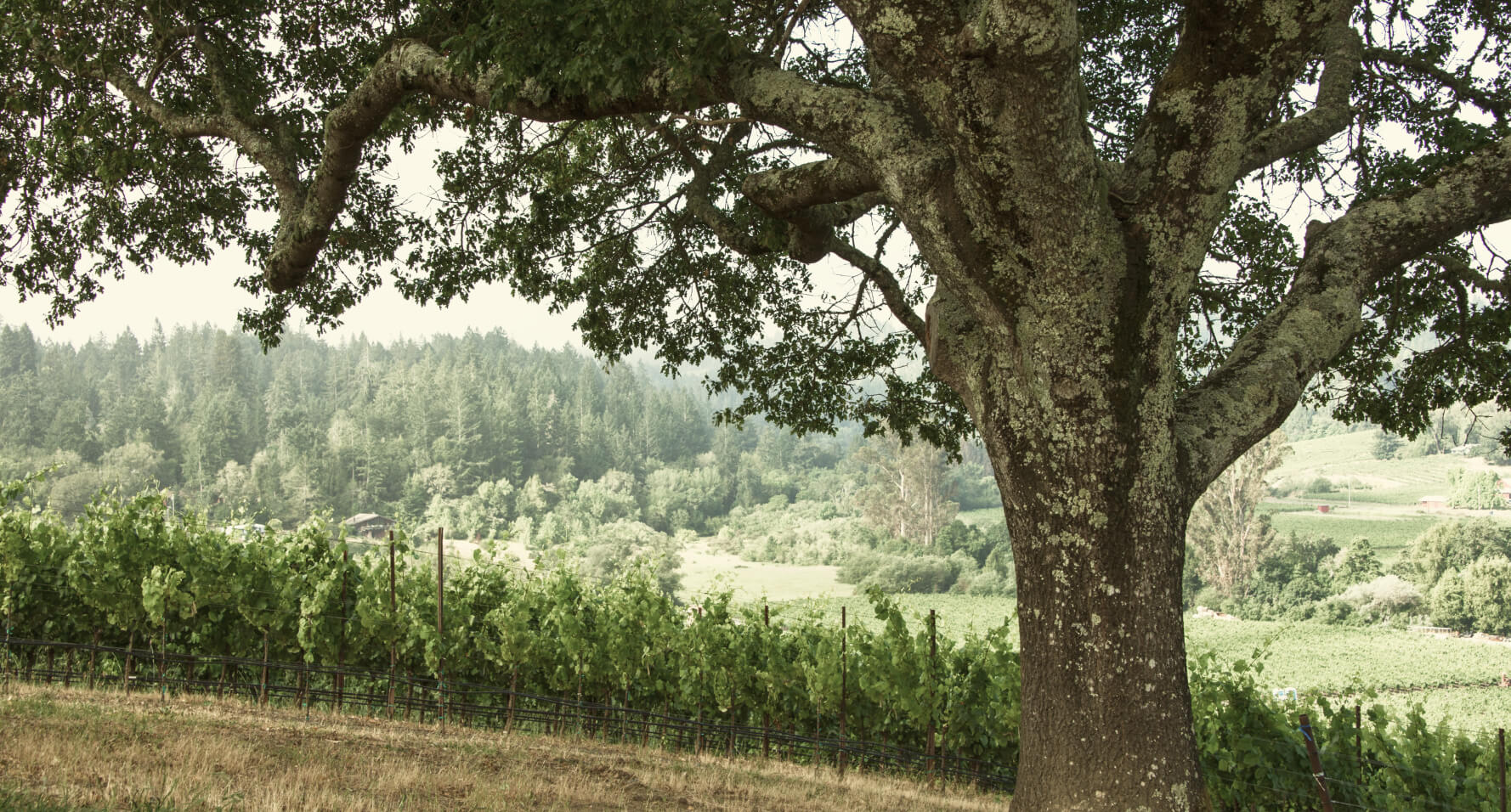 Rows of grape vines at Dutton Ranch Vineyard with a tree in front