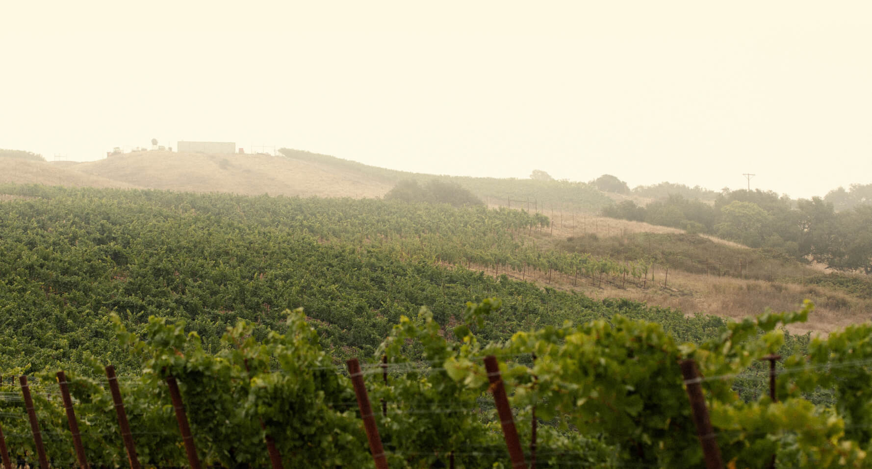 Sangiacomo vineyard