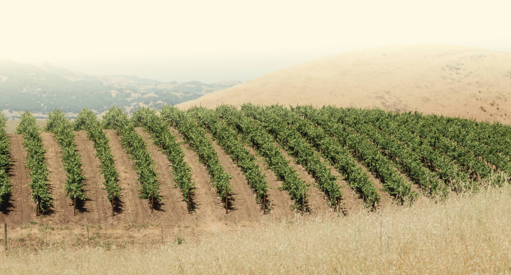 Wildcat Vineyard