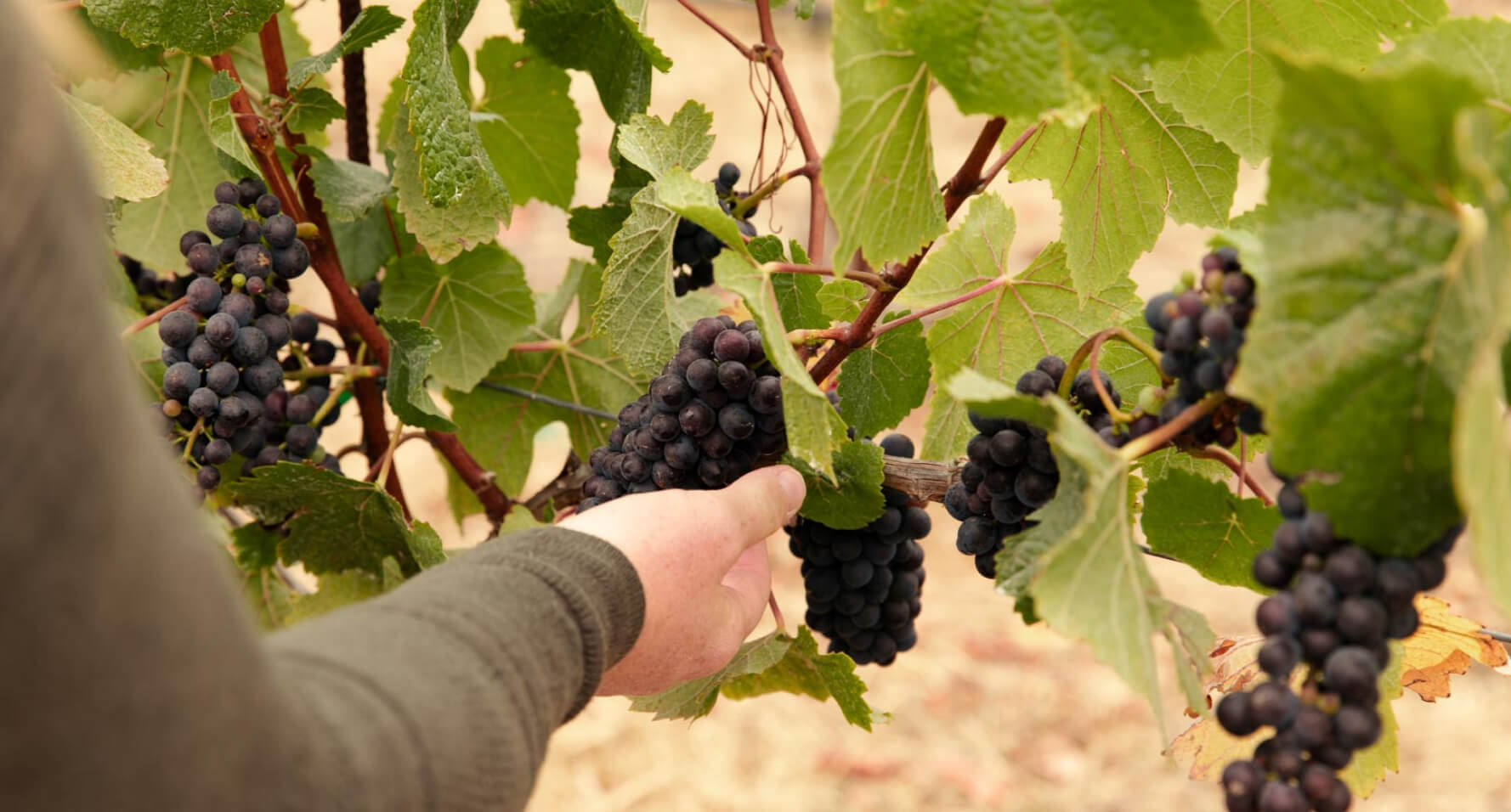 A hand holding grapes on a vine
