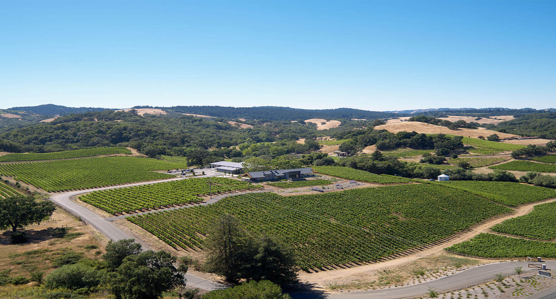 Aerial view of Thale's vineyard