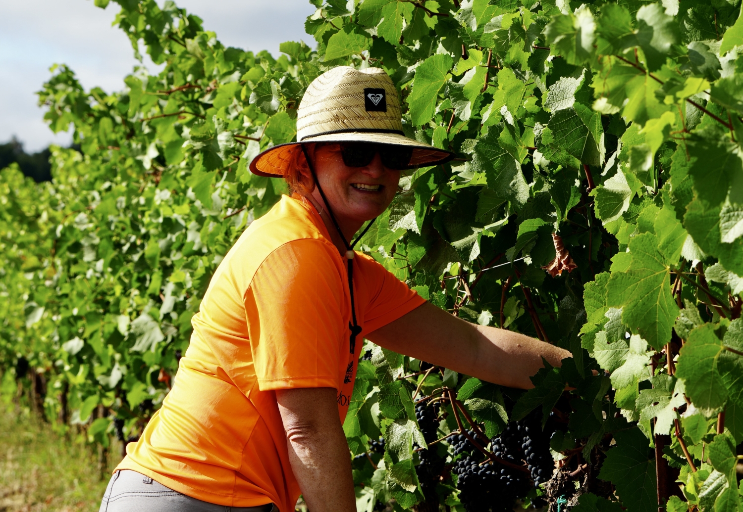 2025 Harvest Reflections | MacRostie Winery