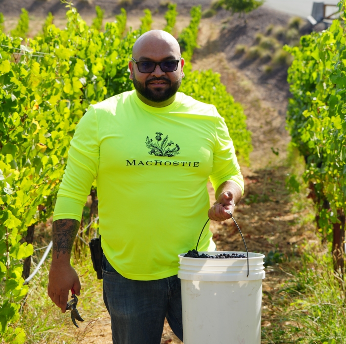 Cellar Master Francisco “Paco” harvesting in a vineyard