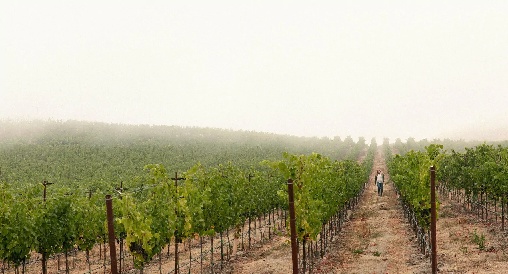 Celebrating MacRostie’s Deep Roots in the Russian River Valley intro image