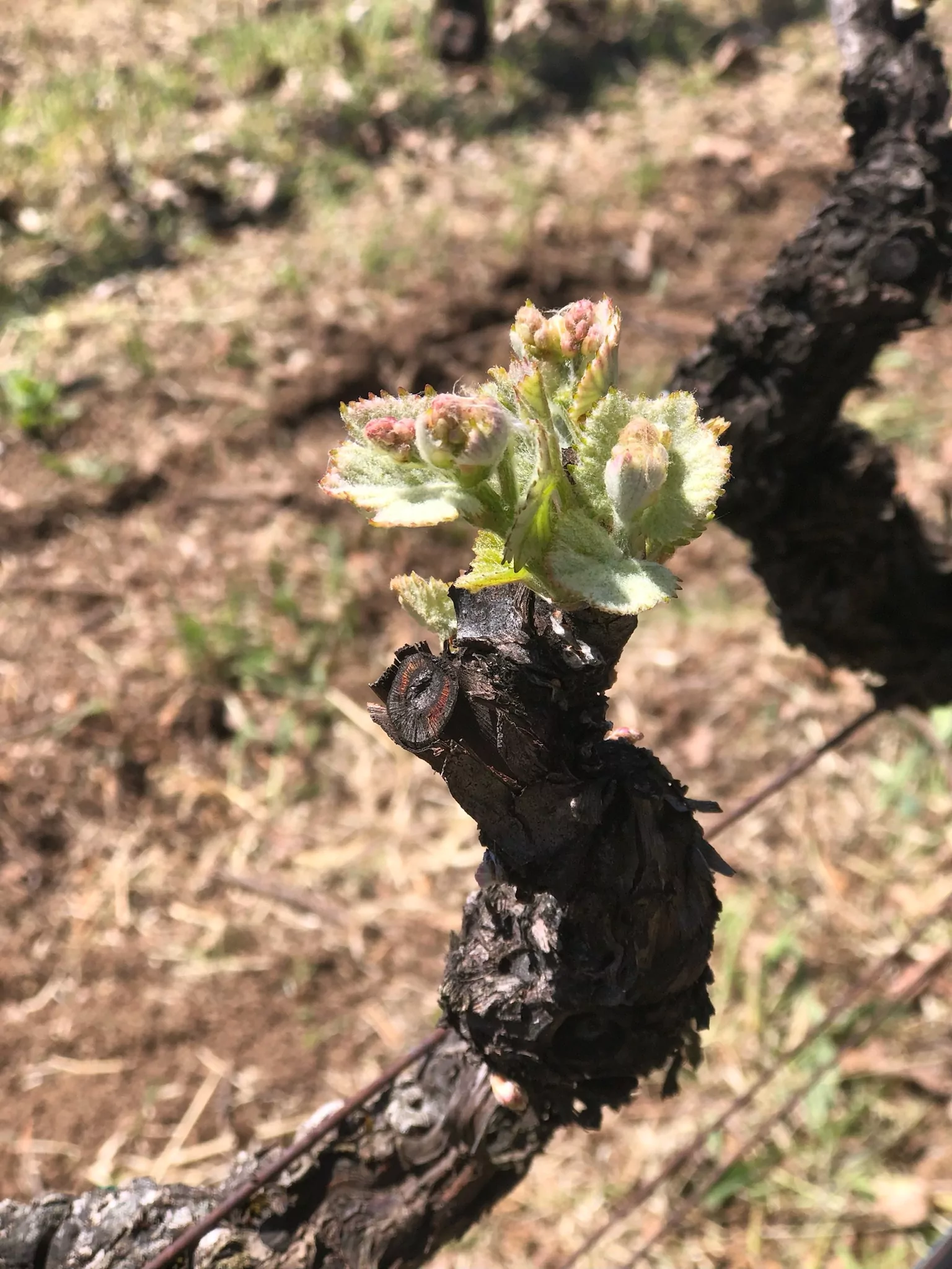 Spring 2023 – In the Vineyards and Winery