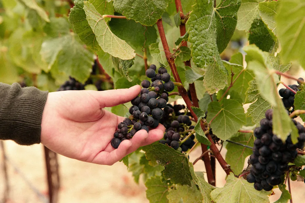 The History of Pinot Noir