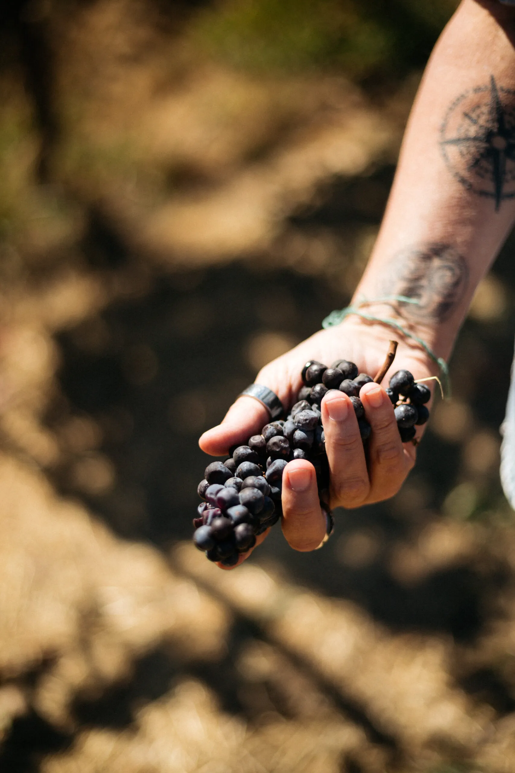 The 2024 Harvest at MacRostie