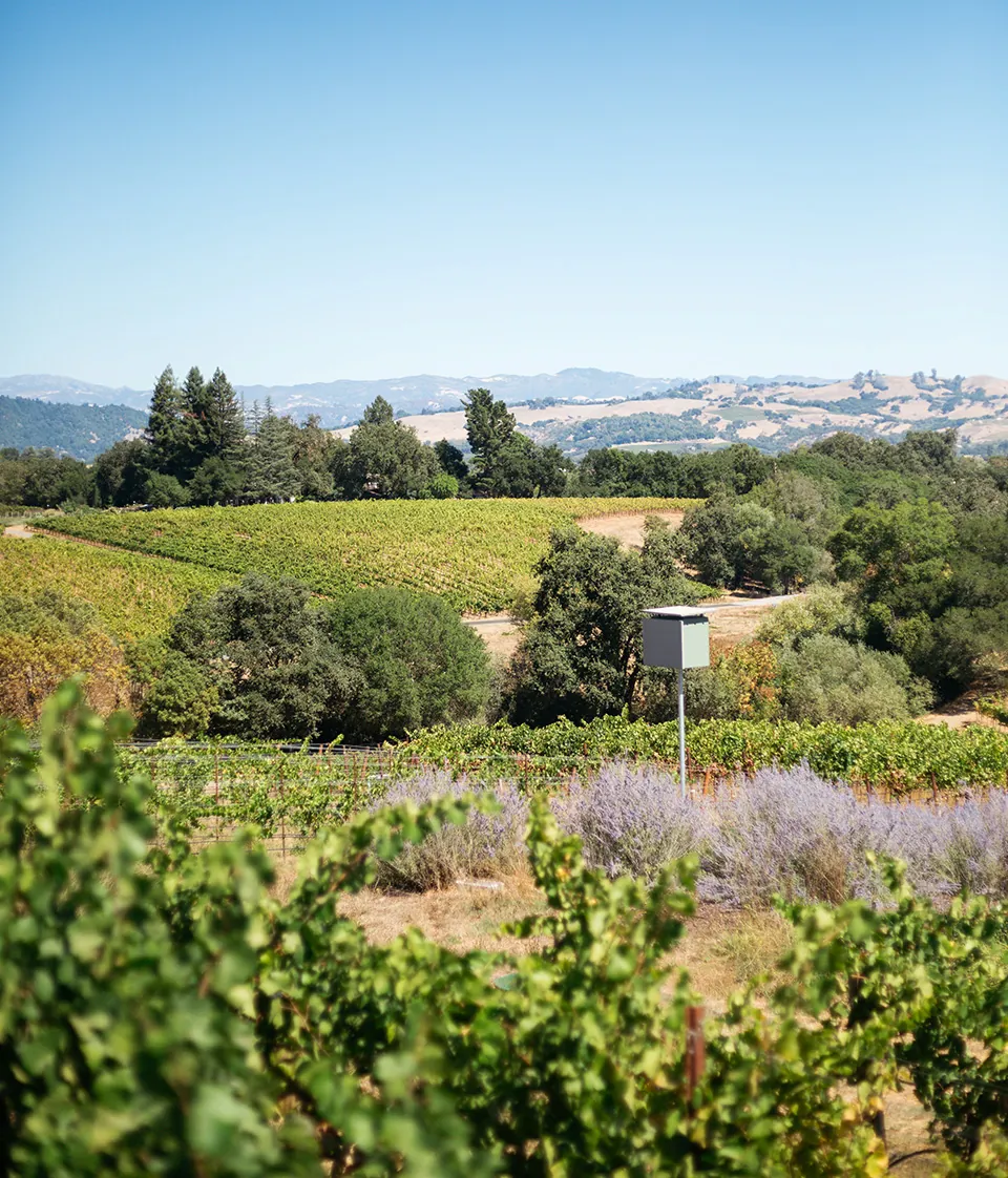 view of sonoma from a hilltop.