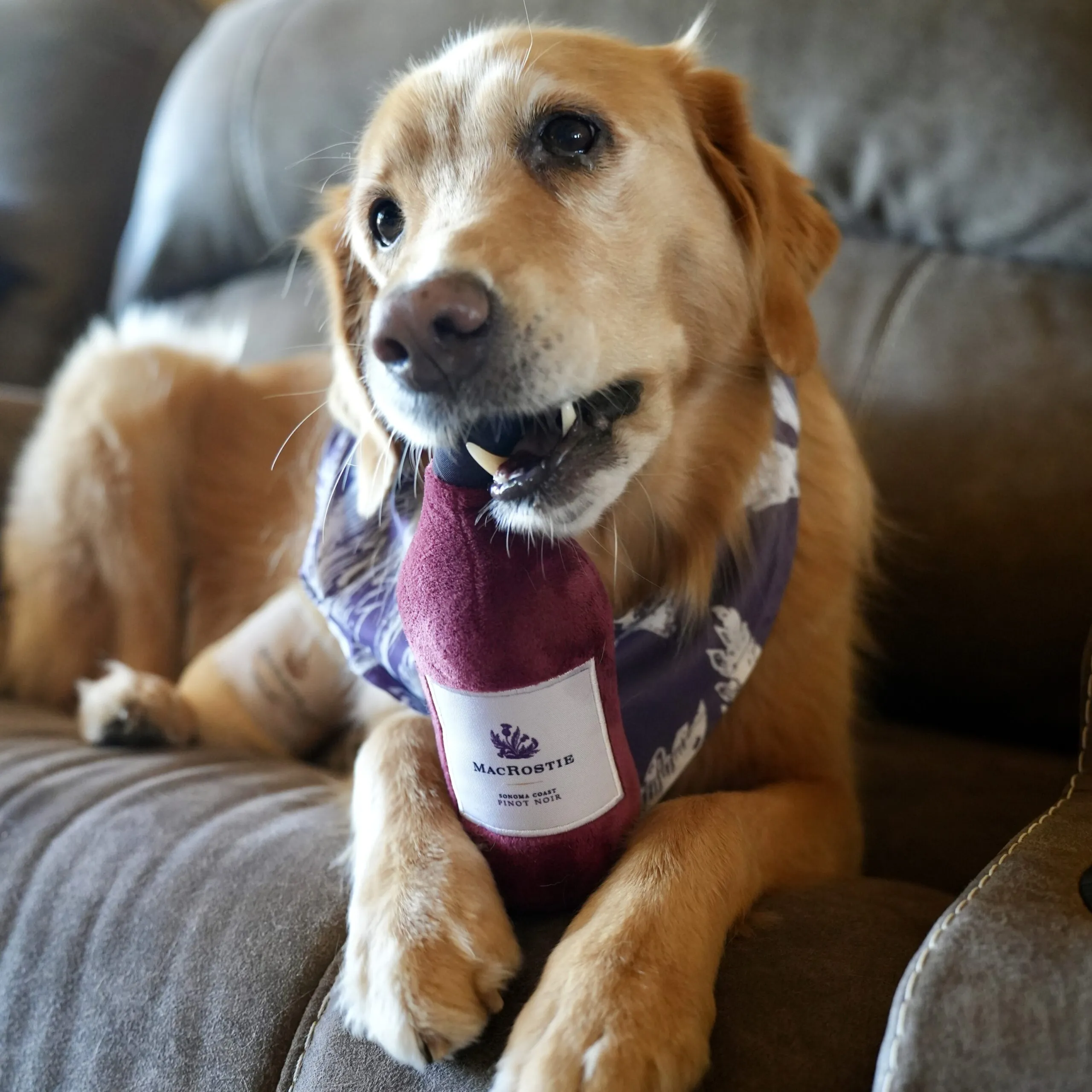 A Dog “Paw-rents” Weekend