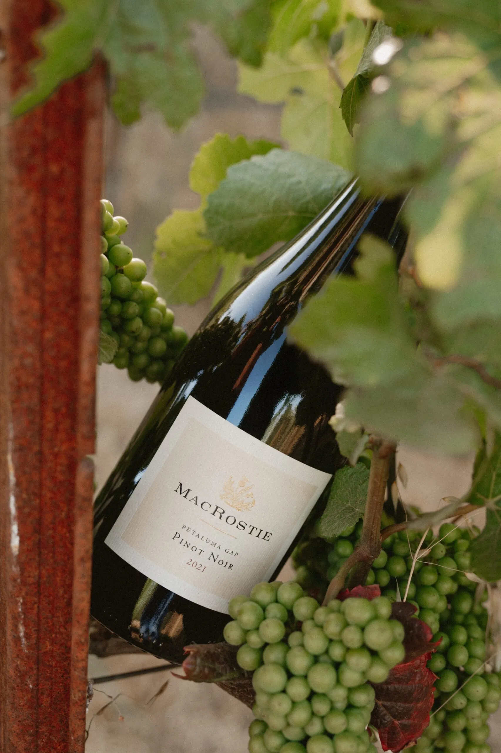 A bottle of MacRostie wine leaning on a grape vine