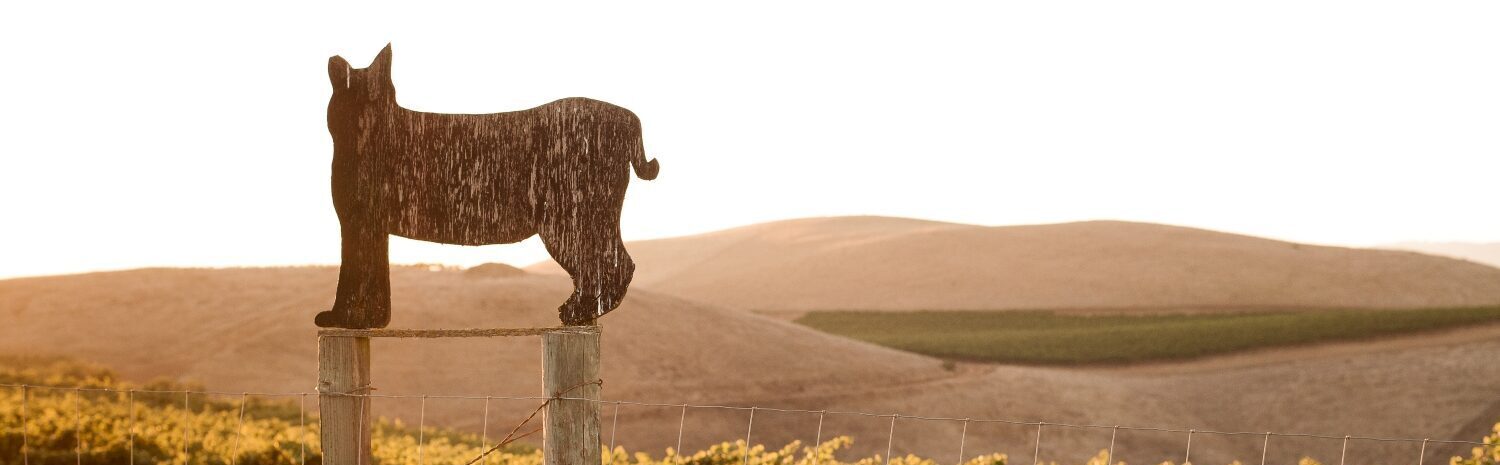 Wildcat Mountain Vineyard