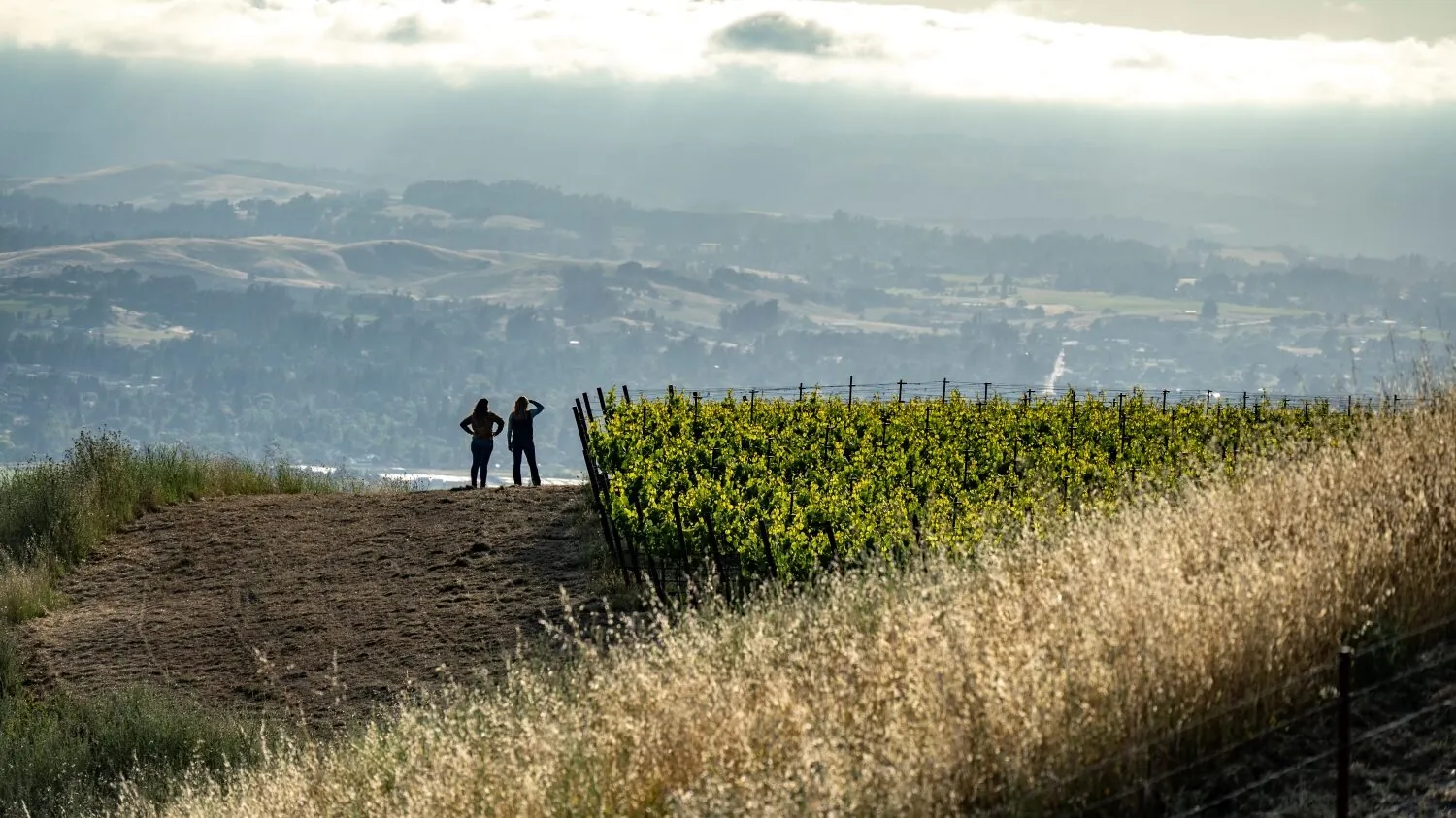 Nightwing Vineyard Continues to Soar intro image
