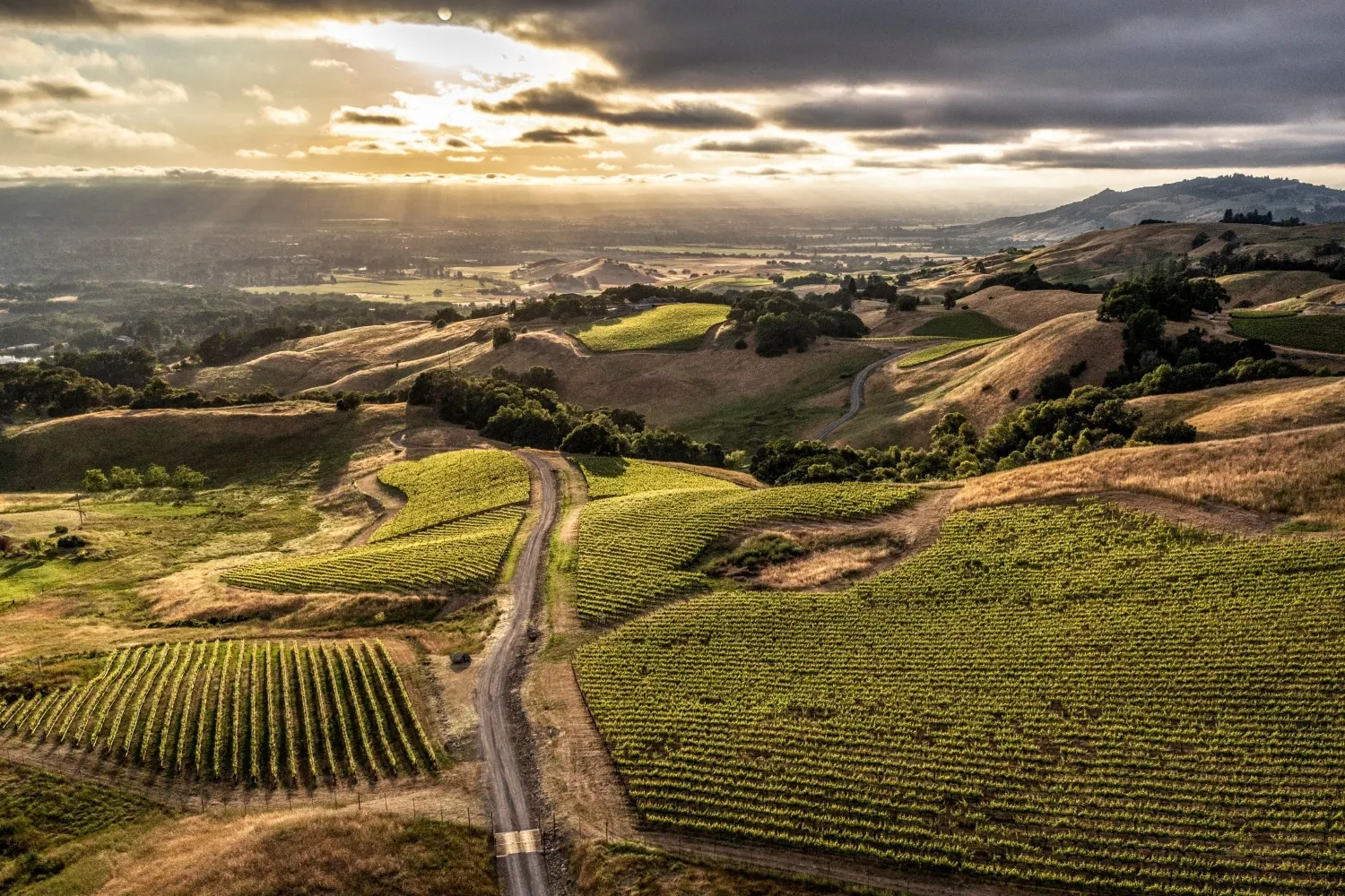 Nightwing Vineyard Continues to Soar