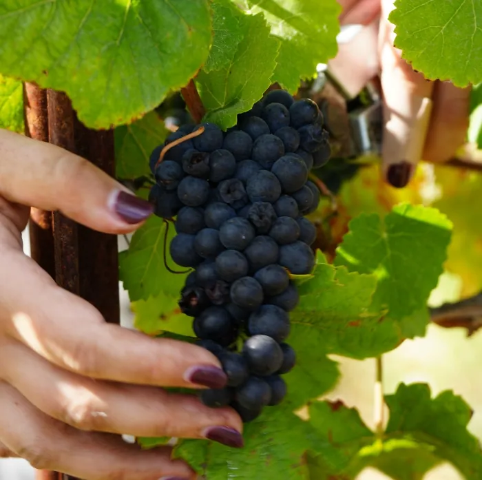 Grapes being harvested from a vine