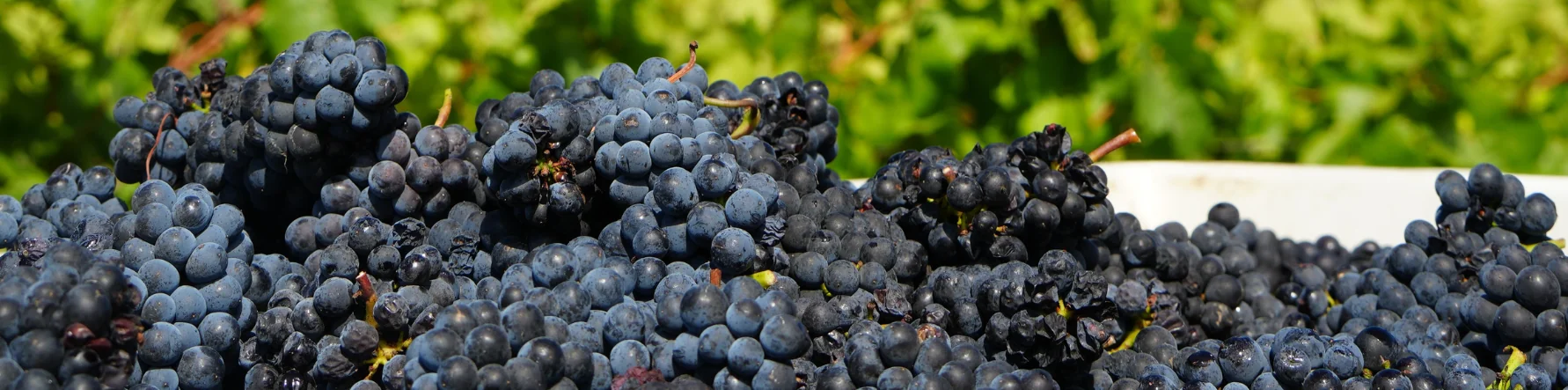 2025 Harvest Reflections intro image