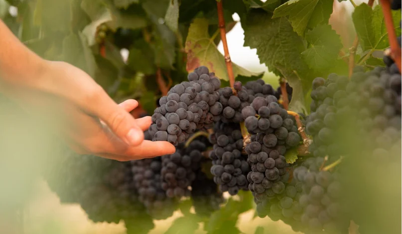 A hand holding grapes on a vine