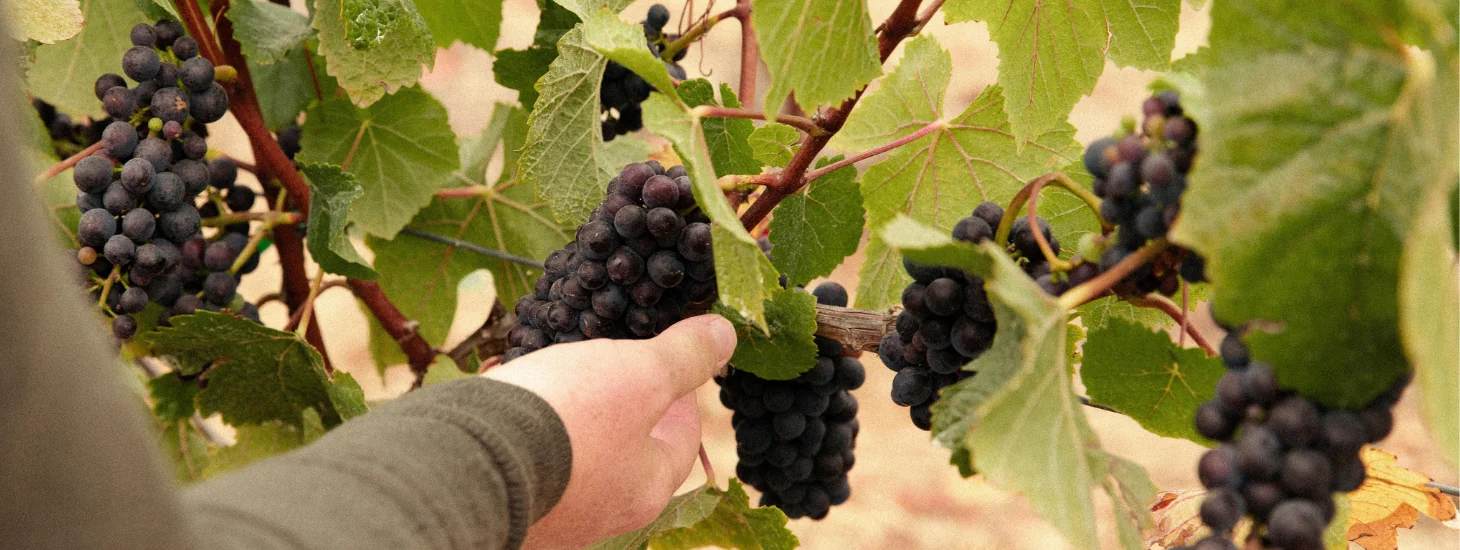 A hand holding grapes on a vine