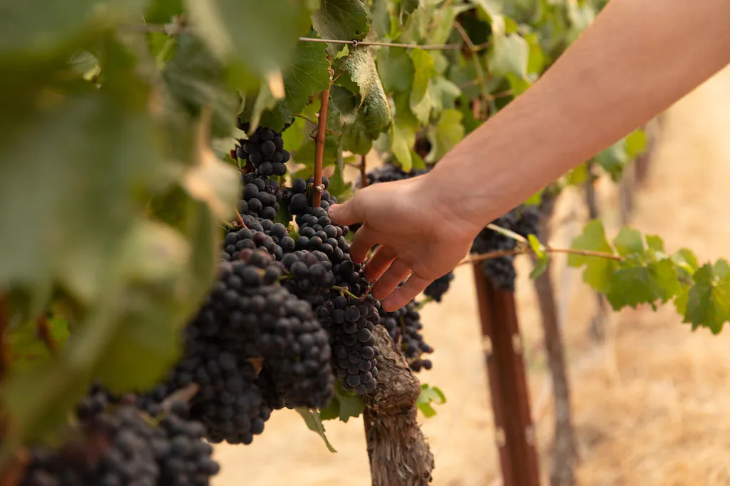 Vineyard Partners Series: Olivet Lane Vineyard and the Pellegrini Family